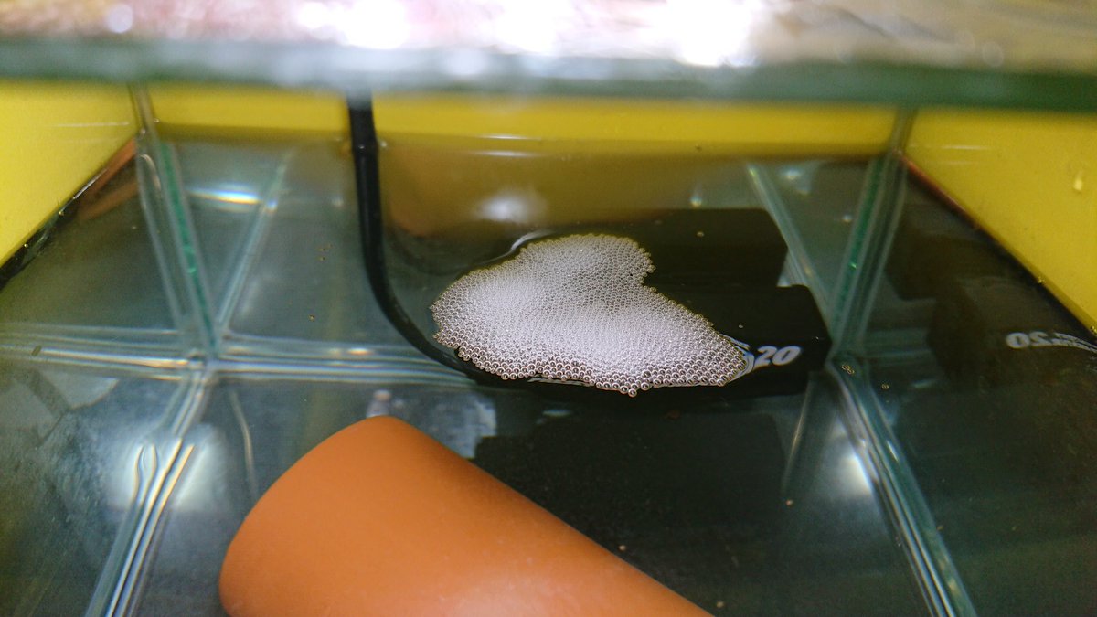 الوسم 泡巣 على تويتر