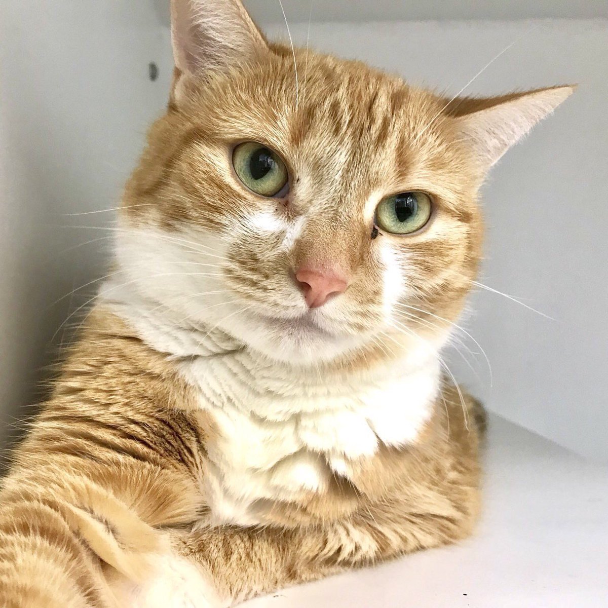 MorrisAnimal's tweet photo. “#ThingsToGetOver: for starters, #TheReasonICouldntBePresident,” says adoptable Amber. “What reason? There is no reason. Where is your ‘reason’ now? Bend the knee. Vote for me. Amber 2020!” Well, adopt her, anyway: https://t.co/6x3eOfMET2. https://t.co/XuAs2h6ESm