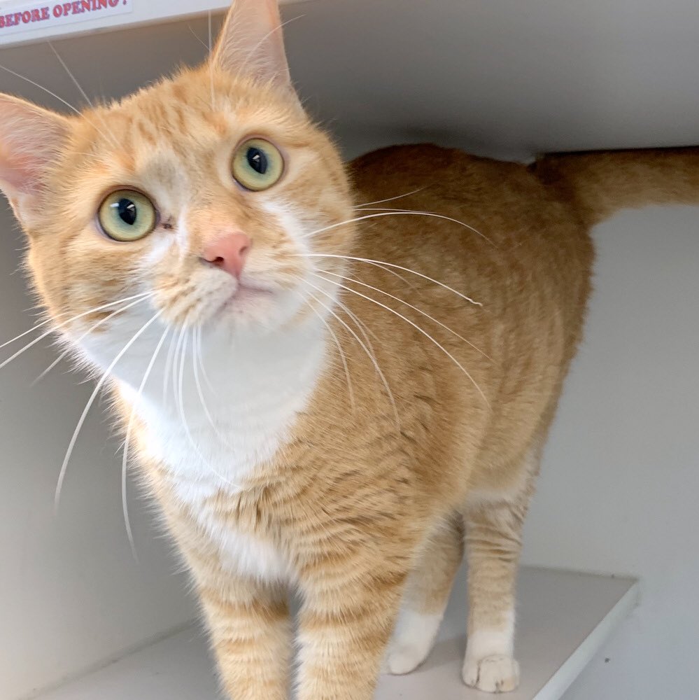MorrisAnimal's tweet photo. “#ThingsToGetOver: for starters, #TheReasonICouldntBePresident,” says adoptable Amber. “What reason? There is no reason. Where is your ‘reason’ now? Bend the knee. Vote for me. Amber 2020!” Well, adopt her, anyway: https://t.co/6x3eOfMET2. https://t.co/XuAs2h6ESm