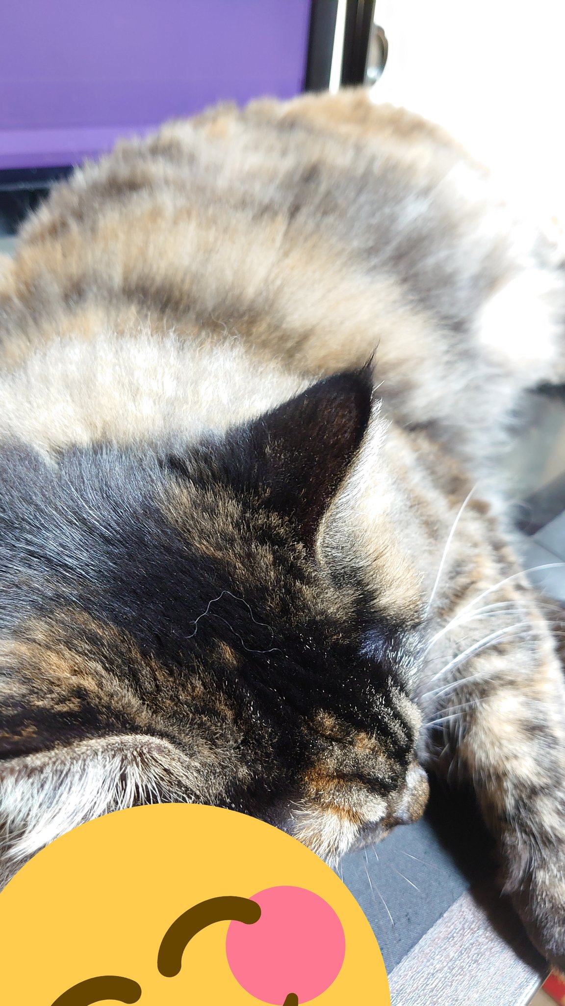 a1857🐈️.bintroll on X: 