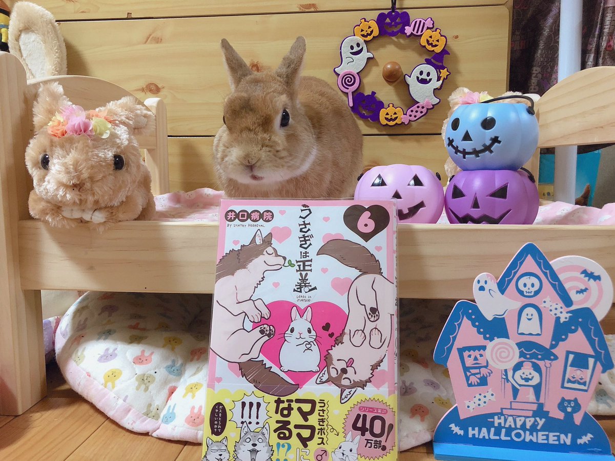 うさぎのラン ㅅ うさぎは正義6巻 かわいい おもしろい ボス最高 背景に溶け込む6巻 W 表紙のボスがお手手で ハート 作ってるのがめっちゃ可愛い Usagi Is Justice うさぎは正義 うさぎ ラン T Co Gyts03qqxj うさぎのラン ㅅ うさぎは正義6巻 かわいい おもしろい ボス最高 背景に溶け込む6巻 W 表紙のボスがお手手で ハート 作ってるのがめっちゃ可愛い Usagi Is Justice うさぎは正義 うさぎ ラン T Co Gyts03qqxj