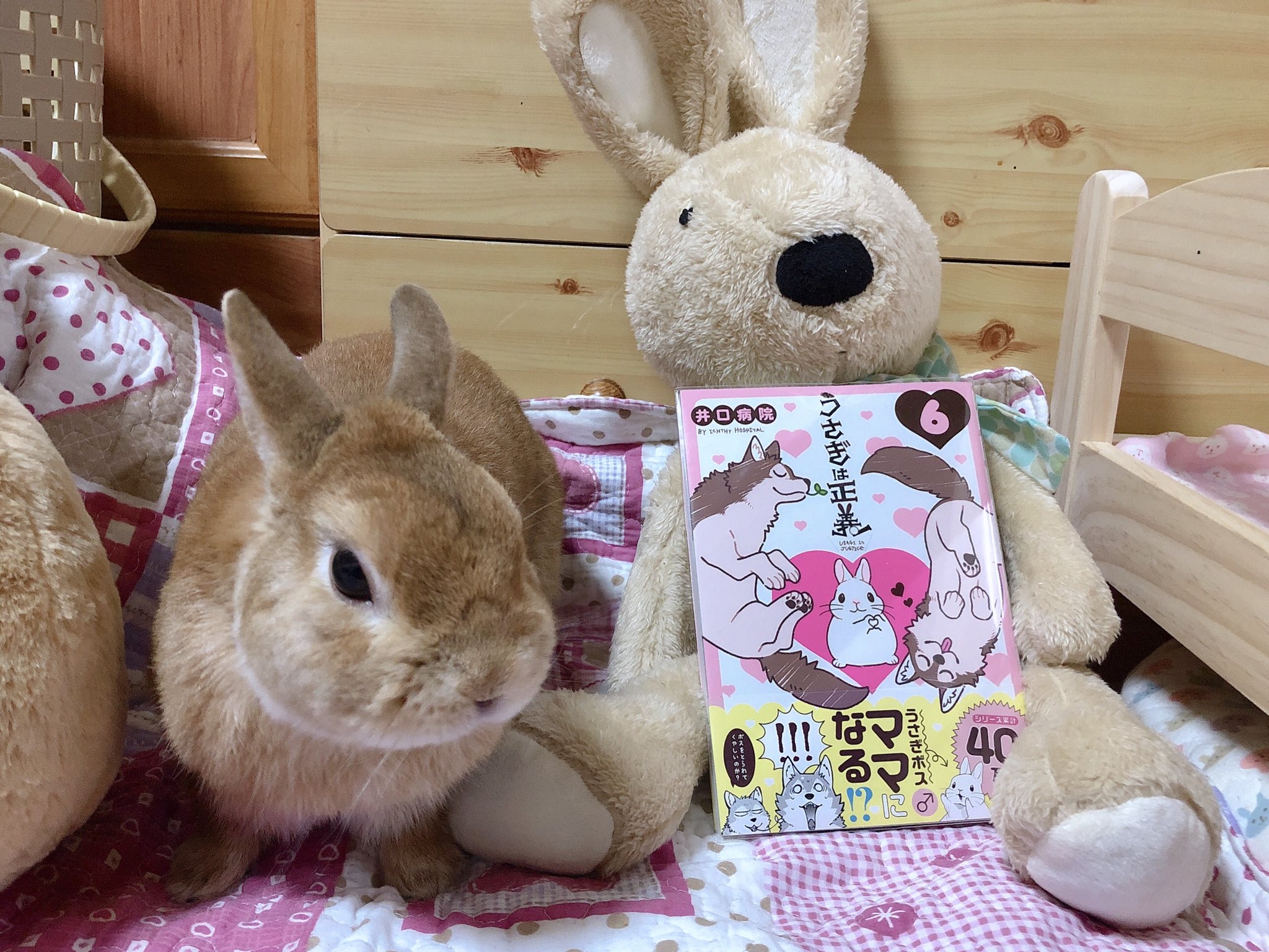 うさぎのラン ㅅ うさぎは正義6巻 かわいい おもしろい ボス最高 背景に溶け込む6巻 W 表紙のボスがお手手で ハート 作ってるのがめっちゃ可愛い Usagi Is Justice うさぎは正義 うさぎ ラン T Co Gyts03qqxj うさぎのラン ㅅ うさぎは正義6巻 かわいい おもしろい ボス最高 背景に溶け込む6巻 W 表紙のボスがお手手で ハート 作ってるのがめっちゃ可愛い Usagi Is Justice うさぎは正義 うさぎ ラン T Co Gyts03qqxj