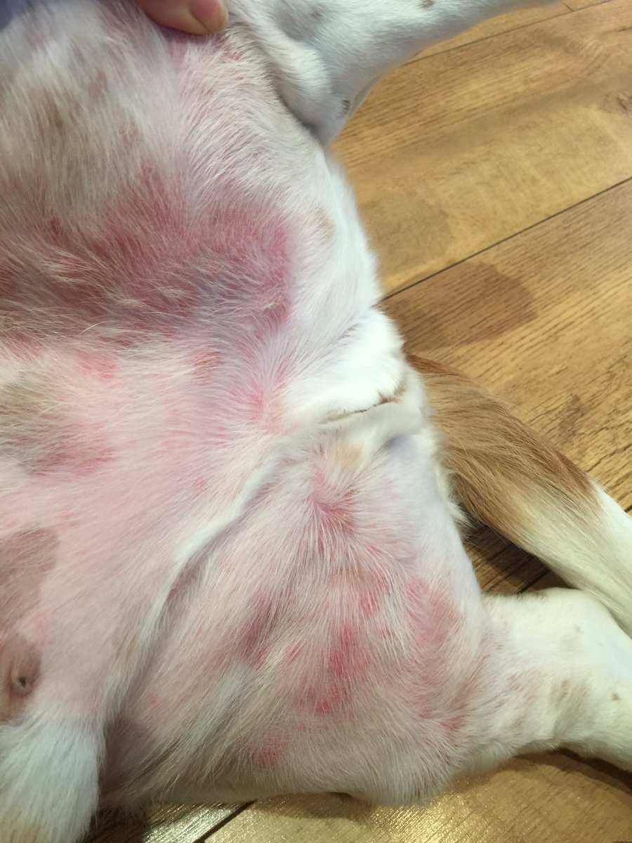 HandsomeH11's tweet photo. My horrible itchy rash is all lumpy and spreading all over now, back to the vets we go, I should have my own revvolvibg door fitted https://t.co/2ihJOdXyjx