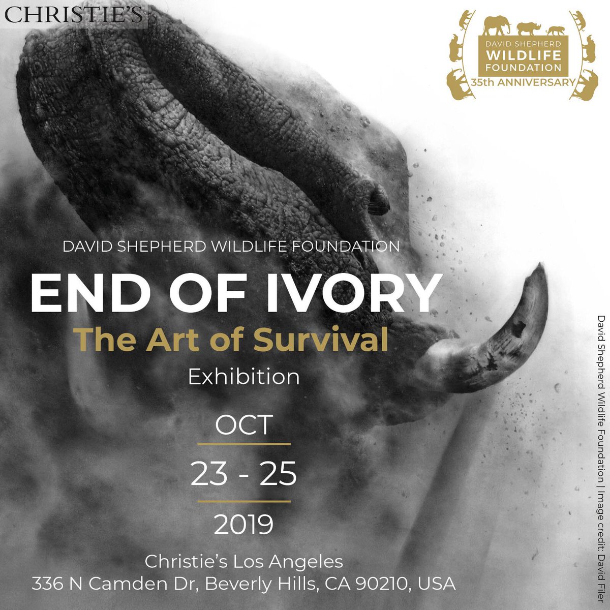 DSWFWildlife's tweet photo. OPENING TODAY
'END OF IVORY – The Art of Survival’ is a powerfully curated three-day exhibition opening 23 October until 25 October!
🐘
Find out more on our website: https://t.co/Ehkz2FZ5lW
🐘
#endofivory #theivoryistheirs https://t.co/NB0OpqPFn3