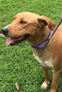 Save One Soul ARL tweet media