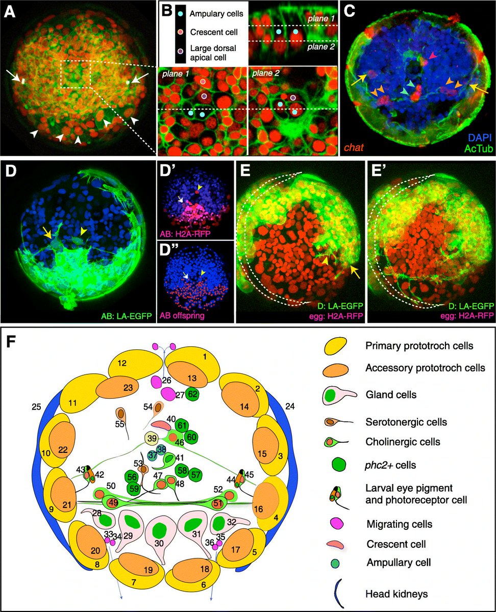 BMCBiology's tweet photo. How do the spiral cleavage patterns of #spiralian larvae change, as they metamorphosize into fully bilateral juveniles? See new work from Vopalensky, Arendt @wormduty & co on the #developmental #cell #lineage of the #annelid brain https://t.co/0ITkVjyR4L https://t.co/74DfqqkeHV