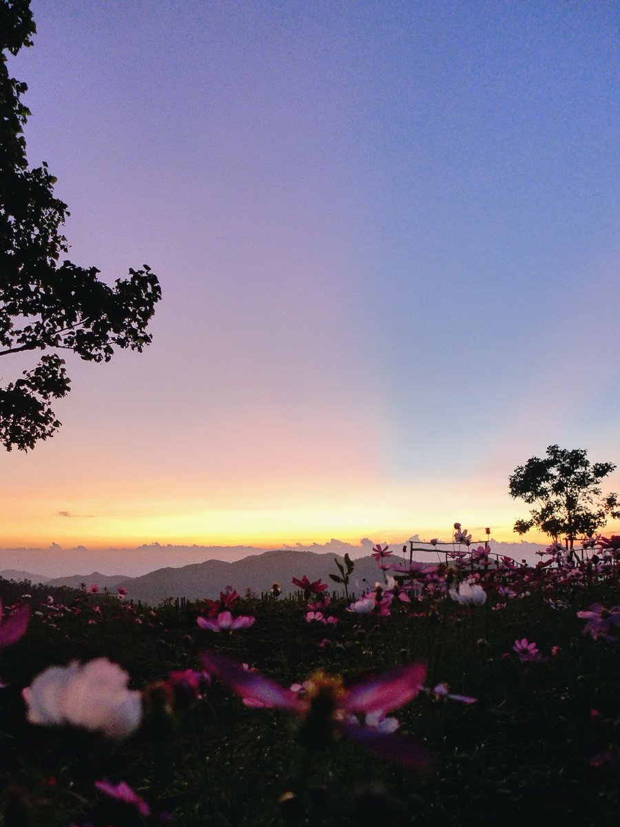 GingtawanCG's tweet photo. 🌻เต็นท์พร้อมแล้วจ้าาาา !!!
รีบจองก่อนเต็มน๊าาา 😊
เต็นท์กระโจม ลานกางเต็นท์ จุดชมวิว 
อยู่ก่อนถึงทุ่งบัวตอง เพียง 3 กิโลเมตร

#รีวิวที่พัก #ที่พัก #ลานกางเต็นท์ #ทุ่งบัวตอง #แม่ฮ่องสอน #รีวิวแม่ฮ่องสอน
#maehongson #maehongsonloop https://t.co/OT6ca7F2r8
