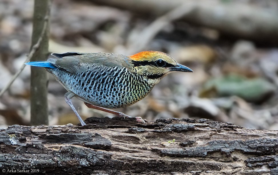 Asiabirding Hashtag On Twitter