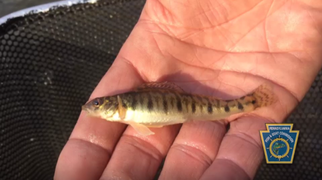 pafishandboat's tweet photo. Get to know the Chesapeake Logperch! @fishandboat is leading an effort funded by @USFWS to keep this threatened native PA species off the candidate species list under the Endangered Species Act. See how its being done in this video: https://t.co/Kw5xUBZ0k3 https://t.co/84UUtu4afq
