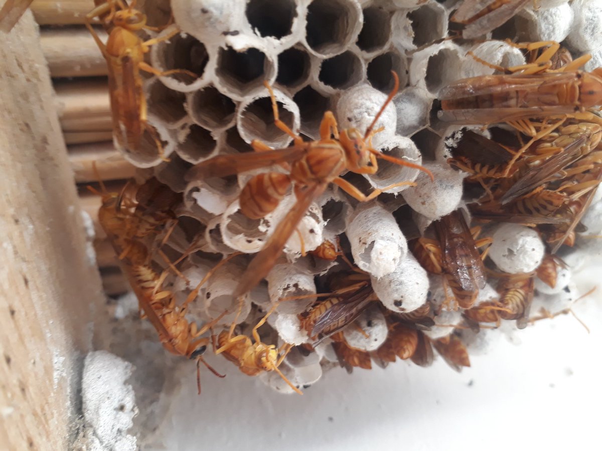 Янги тур ари