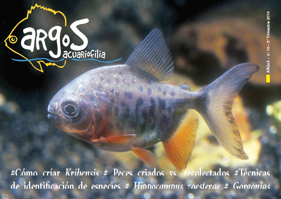 AquaticNotes's tweet image. Disponible en Aquatic Notes, el número 10 de ARGoS. Encontrareis la cría de P. kribensis, debate "peces criados vs peces recolectados",técnicas de identificación de especies, la cría de H. zosterae y gorgonias en el acuario marino. No os lo perdáis!!😀aquaticnotes.com/2016/es/2019/0…