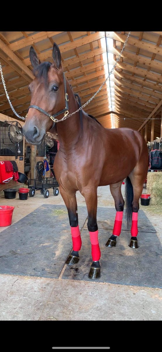 galliers_racing's tweet image. We are officially 1-year-old today! Help us celebrate by a like and retweet and have a chance to win some Galliers Racing gear!