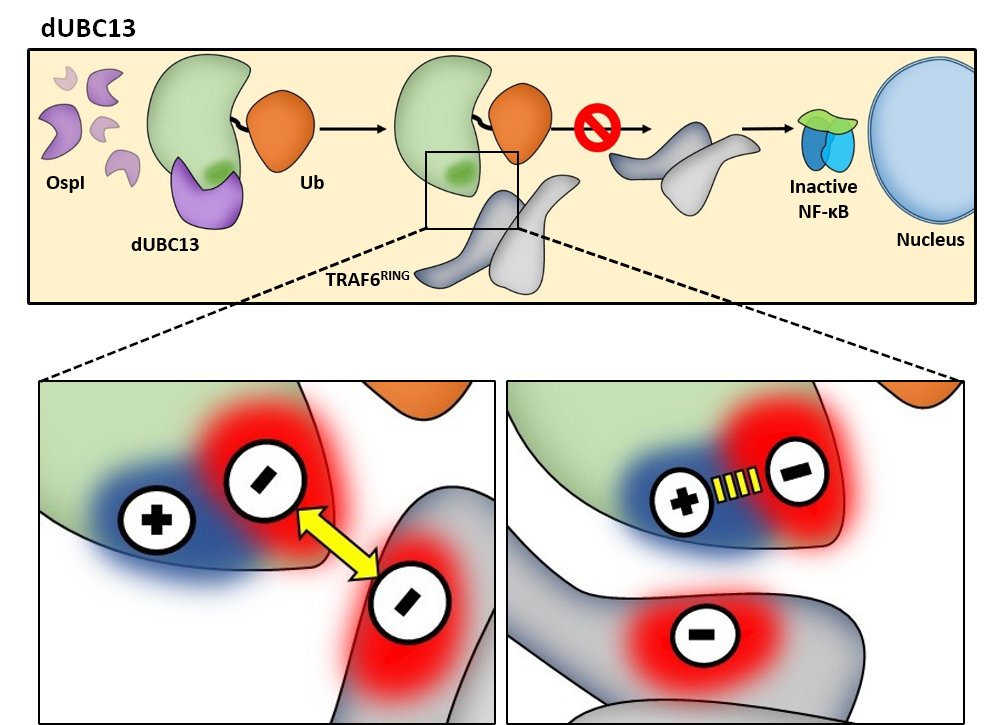 DrRanabirDasLab's tweet image. We are excited to announce our study on how Shigella inhibits #protein-protein interaction to evade detection by the host cell, led by @priyeshmohanty is out now in @eLife 

Thanks to @NCBS_Bangalore for fundings!

#FirstFirstAuthor #MDSimulation #NMR  

elifesciences.org/articles/49223