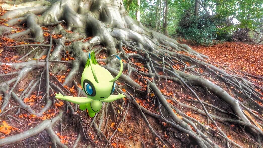 crazycoen's tweet photo. Tijdens de wandelingen van vandaag kwamen we Celebi tegen tussen de boomwortels! Wat is jouw favoriete mythische Pokémon?
#pokemongo #gosnapshot #vakantie #pokemongonederland #pokemongoar #arplusmode https://t.co/askmbxAzLL