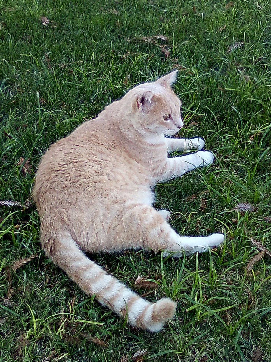 FS_Kitties's tweet photo. Mr. Chubbs says "Pee-pole cawl me chawnkey..... so i saye chawnkey writes!!" https://t.co/3XC16wuDma