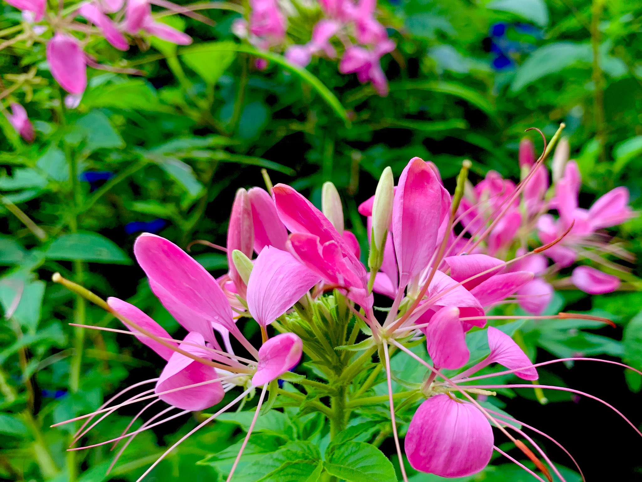 Takao クレオメ 西洋風蝶草 クレオメの花が咲いていました 雄しべと雌しべが長く優雅な花 ですね 熱帯アメリカ原産のフウチョウソウ科の一年草です 花言葉は 小さな愛 T Co 4ywakvxsx2 Twitter