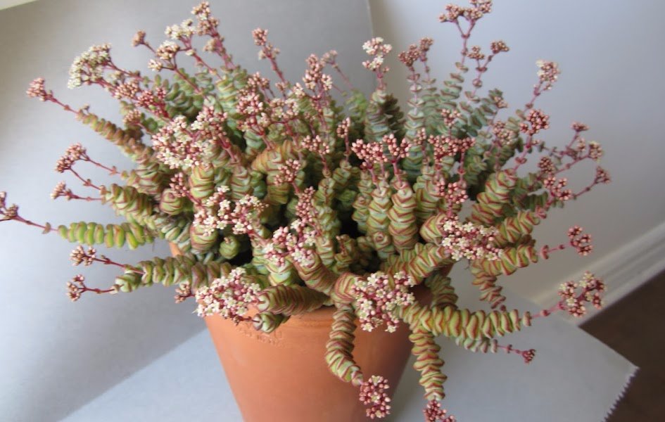 PTHort's tweet image. October 28 7 p.m.: Barry Parker will discuss ways to enjoy succulent plants year ‘round! Hear about great rewards in propagating, how they can be combined in variations of planters, pots, and troughs, to create exquisite displays. Bonar-Parkdale Presbyterian Church 250 Dunn Ave.