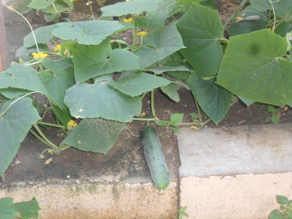 Asi van los pepinos de PEE Alba Illaramendi,,circuito 8,Ribas potencia educativa,de la #AraguaTierraDeConucos,<a href="/PTMSNACIONAL/">Programa Todas las Manos a la Siembra</a> ,@JorgePerezVZLA ,<a href="/ConucosPtms/">Programa Todas Las Manos A La Siembra  🌱🍉🍅</a> ,<a href="/leoalvacabrera/">Prof. Leonardo Alvarado</a> ,<a href="/ptmsaragua/">Pablo D</a> ,<a href="/yovam120/">Yobany Marchena</a> ,<a href="/fotoecocultura/">Yoger Armas ¡Siempre Por El Camino De Chávez!</a>