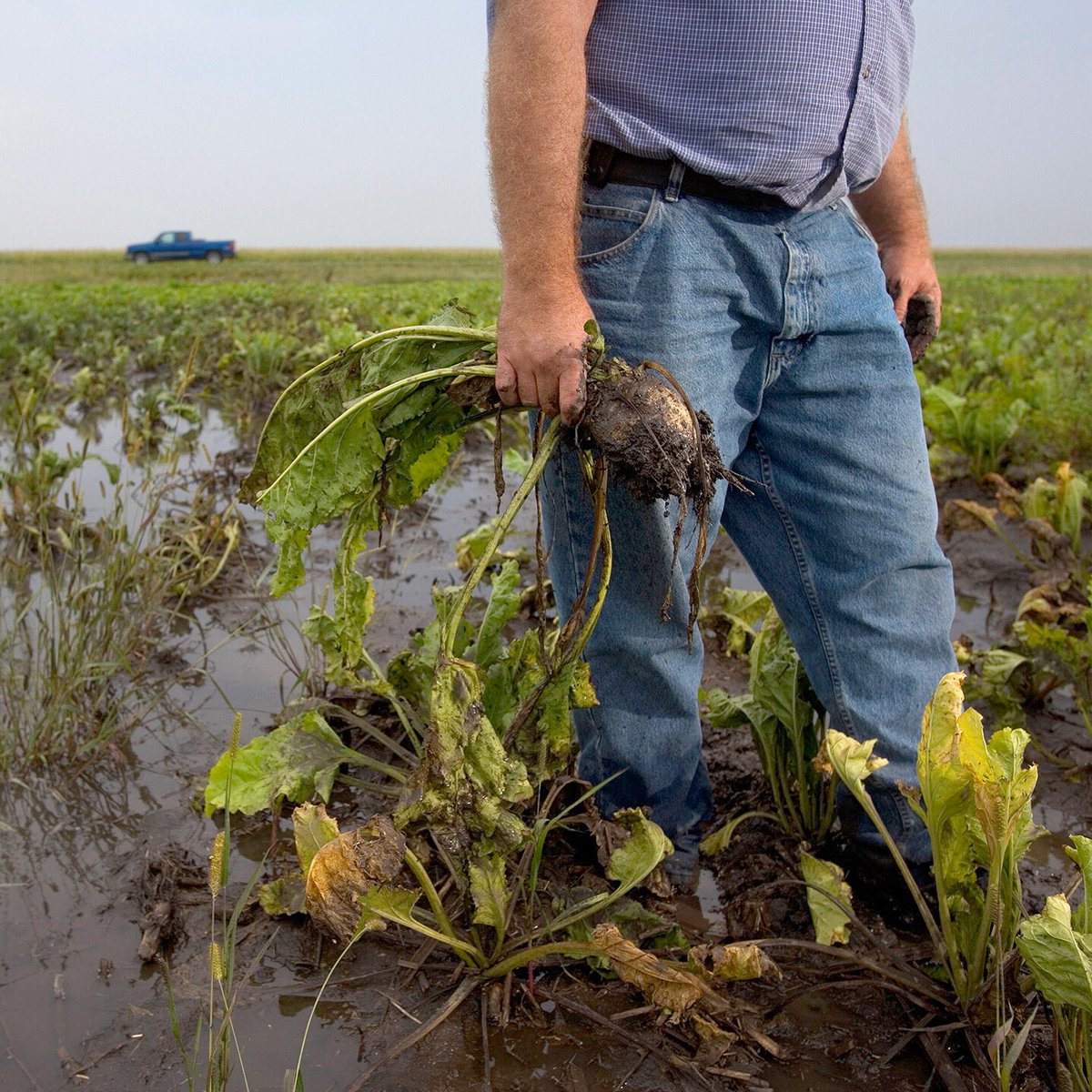 johnborgestudio's tweet image. Tough going for the beet harvest. Water everywhere. #sugarbeet #sugarbeetharvest #agriculture