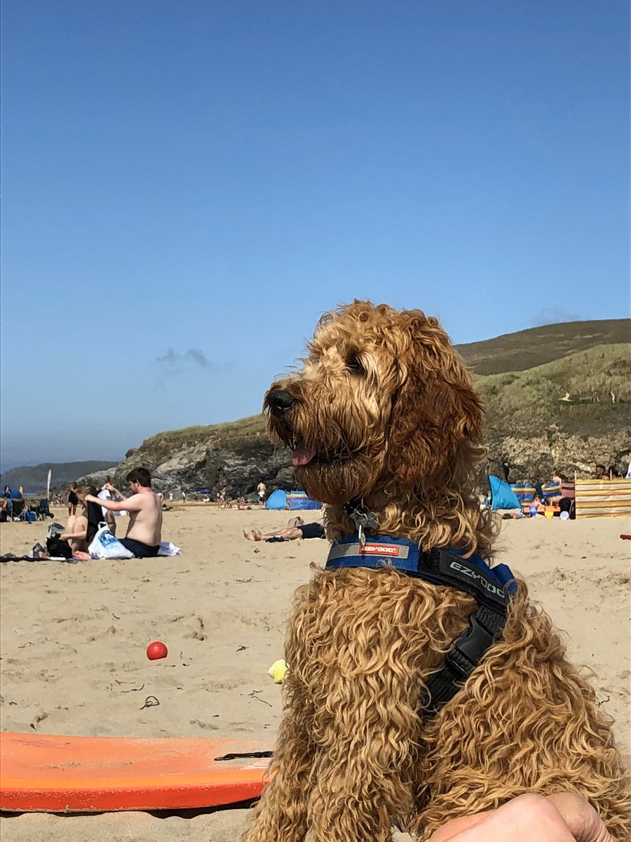 @PaulFisher61 @dogcelebration @dogandpuplovers @dogslovebeaches @Cornwalloncam This is our Murphy down in Cornwall.  Going back there on Saturday. #IrishDoodle