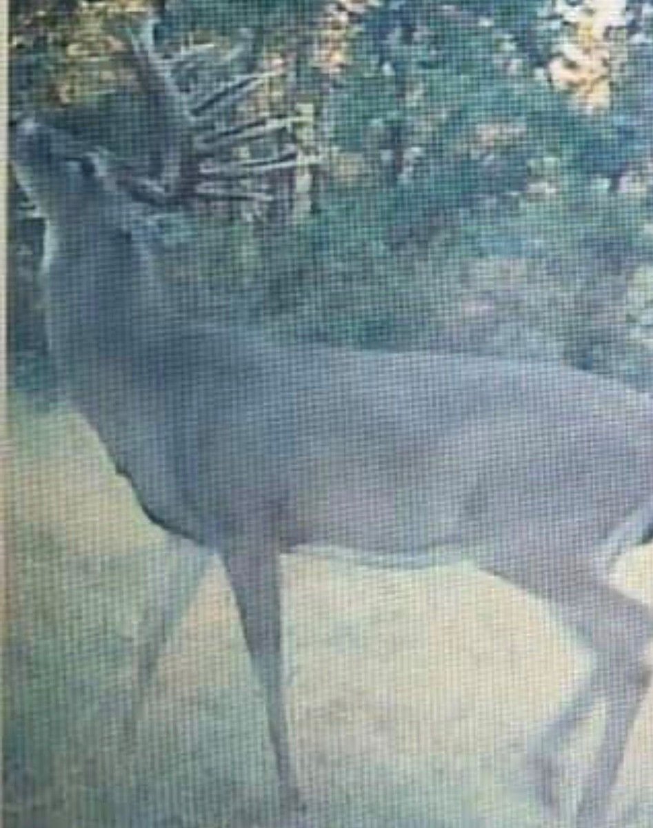 SPORTSMANchnl's tweet photo. Oklahoma Big Buck Alert! Congratulations to Gunner Womack on his absolute giant clean typical whitetail buck. The Unofficial score of the buck is 214" gross, and net of 2014/8". Definitely a buck of your dreams.
#IAMSPORTSMAN #deerhunting #whitetails #bigbucks #typicalbuck https://t.co/oqjOMfdeon