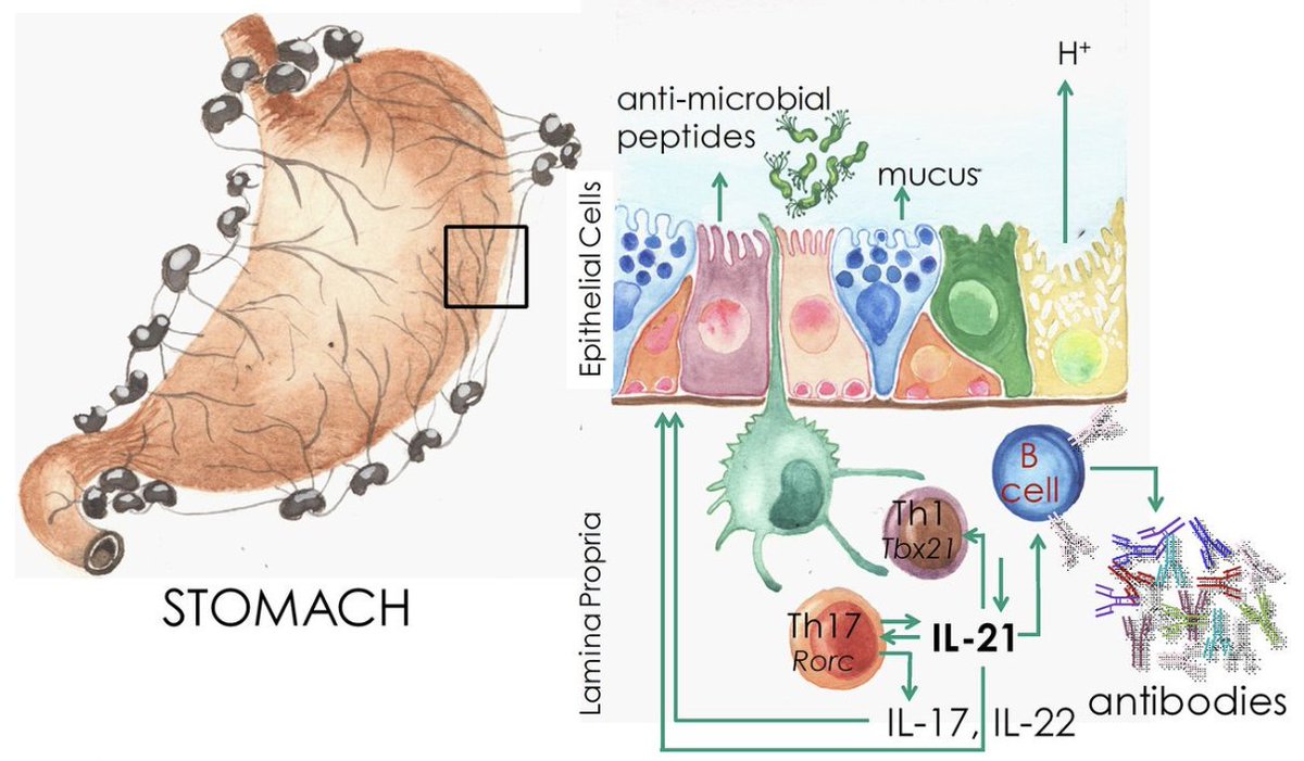 Th17 cells in H. pylori infection are a dichotomy of help and harm: a new #IAIJournal minireview skyw.io/KBpo0G