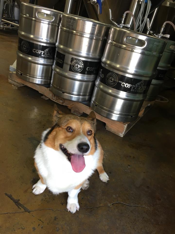 We suggest taking a brewery tour of <a href="/CopperheadBeer/">Copperhead Brewery</a>! 🍻 Try the year-round favorites like the Striker American IPA, Copperhead White and Black Venom Imperial Stout. #VisitConroe #Cheers ow.ly/qfcT30pDGOK