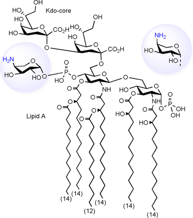 ChemBioChem's tweet photo. ArnT is an inverting aminoarabinosyl #transferase (Kosma @BOKUvienna) #glycolipids #lipopolysaccharide #Burkholderia https://t.co/0i0dJ2m85l https://t.co/ZLSnJikfCL