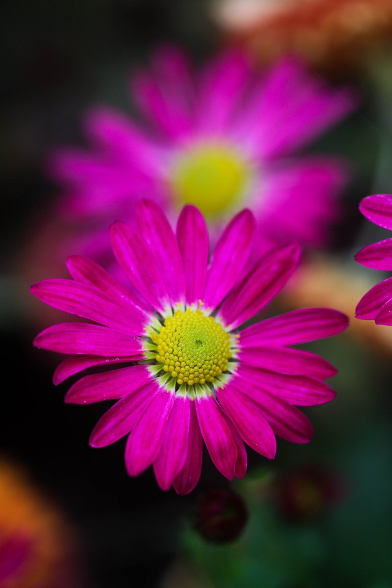 WoodlanderPaul's tweet photo. Just when you think everything is going to take a break bang goes the Chrysanthemums, C.'Venus' #pinklicious https://t.co/HHluH8Adn5
