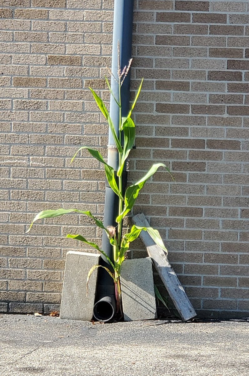 MommaSmallzz's tweet photo. You truly live in the sticks when one of these babies is randomly growing beside a school building!!

#GotCorn https://t.co/8IGspGY51B
