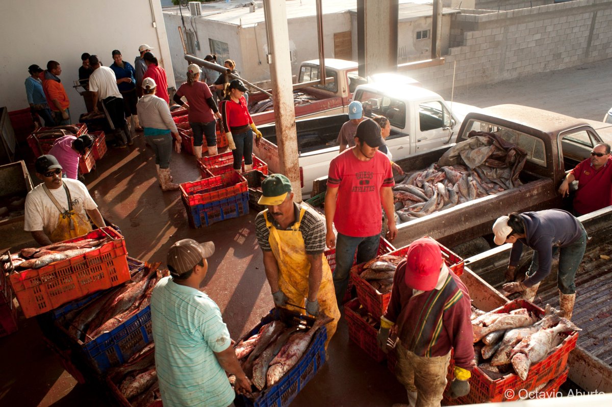 GCMarineProgram's tweet image. Combining information on spawning and fishing activities, and integrating stakeholder input, can help identify regulations that permit the sustainable harvesting of fish spawning aggregations. doi.org/10.1093/icesjm… @ICES_ASC  #FSAs #fisheries