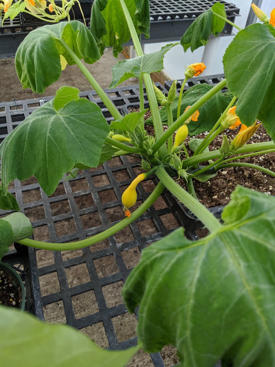 Mr_Tooley45's tweet photo. That's a squash!
I seem to be even more excited than the wonderful students who are responsible π
#GVEPride https://t.co/wkxjijMfsy