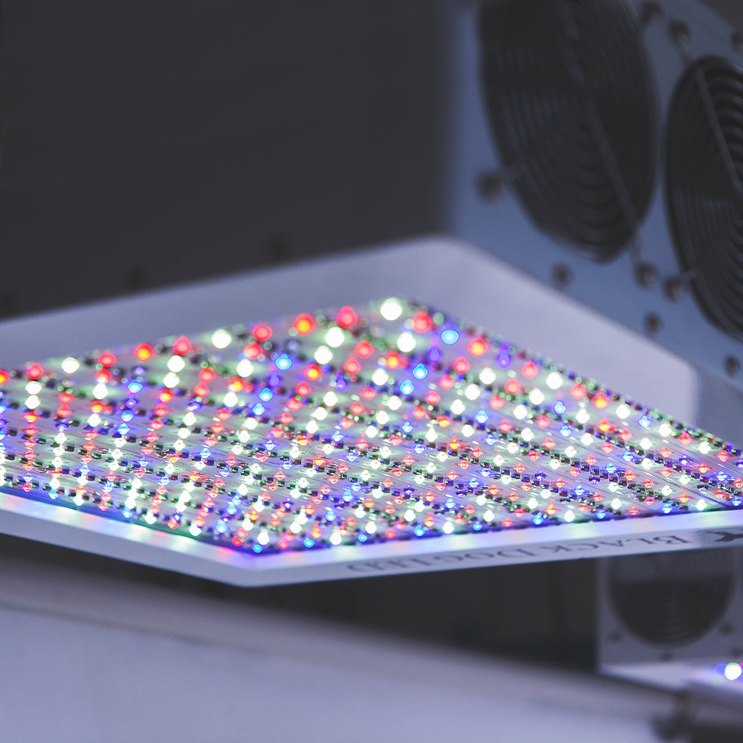 BlackDogLED's tweet photo. Learn more about the history and design process behind the Phyto-Genesis Spectrum® at https://t.co/l05QKk5vHR
________________________________________
#blackdogled #ledgrown #indoorgardening #ledcultivation #ppm #phytomax2 #phytogenesis # https://t.co/ZKQTDZUMTt