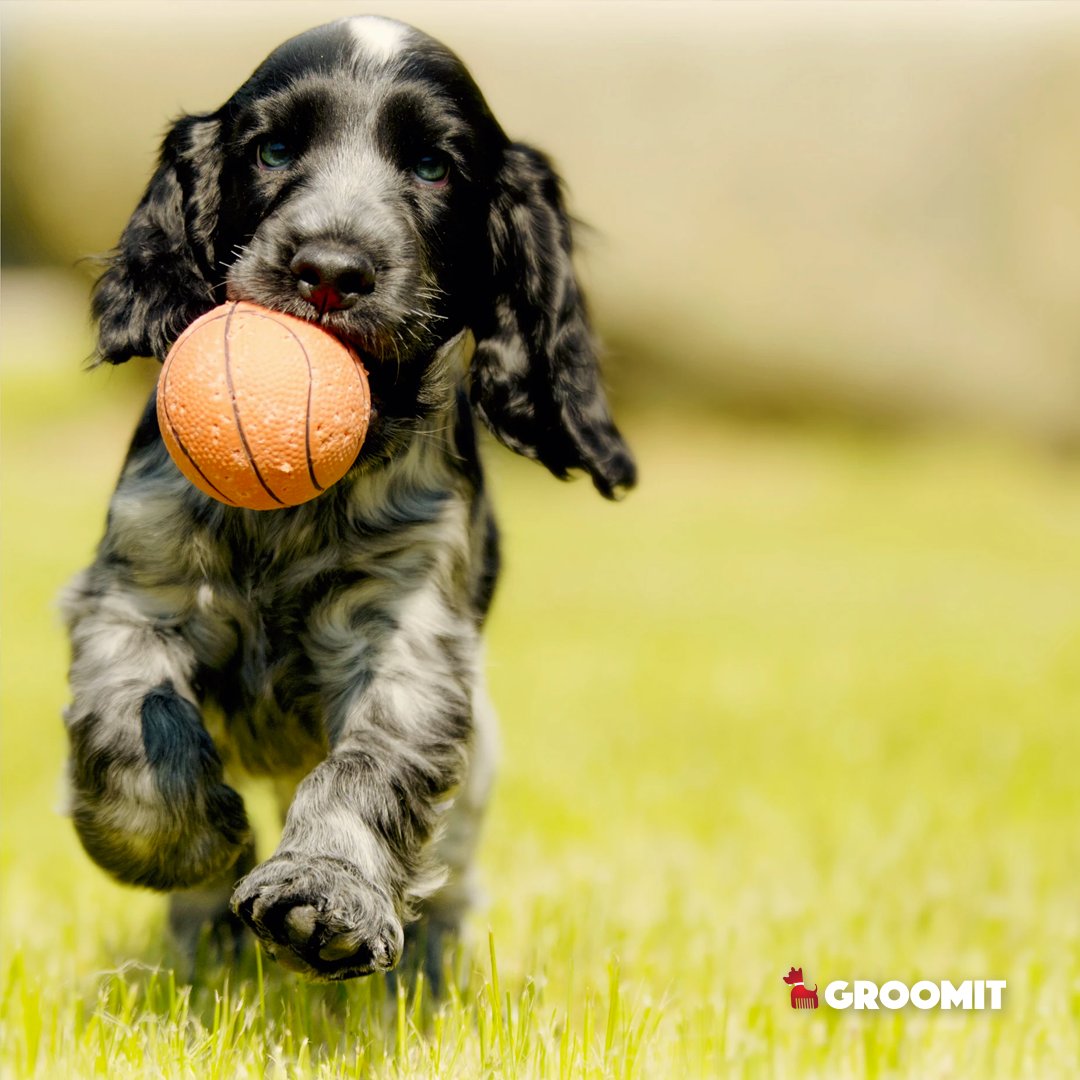 GroomitApp's tweet image. How important is physical activity in our pets’ lives? Answer: VERY important! 
For all you who want to know easy ways of engaging your furry ones and keeping them active, click on bit.ly/PhysicalActivi…
#doggroomer #dogsofnyc #catgroomer #instadog #dogstagram #dogs#dogoftheday