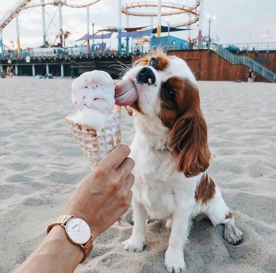 A spoilt pup is a happy pup.