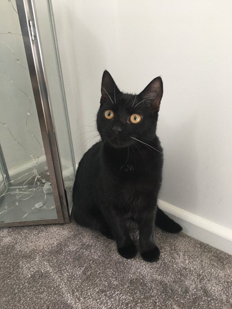 juliewoolley7's tweet photo. I think I might have missed #BlackCatDay but I donβt want to miss the chance to post a pic of my #Gorgeous #grandkitten #Ollie #whiskerswednesday #fearless #suchacharacter @NicolaTatertot @KatieMElliott #CatsOfTwitter #blackcatsoftwitter π» https://t.co/i3EjER391N