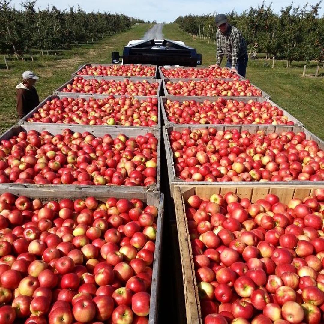 PinkRibbn's tweet photo. Family-owned and operated for four generations, Hudson River Valley produce is hand-picked, making for the freshest and tastiest apples! Apples have been shown to reduce cancer and heart disease risks. 🙌🍎#PowerUpYourPlate https://t.co/lqF5S8JV7g

📸: @hudsonrivervalley https://t.co/jg1hkITflo
