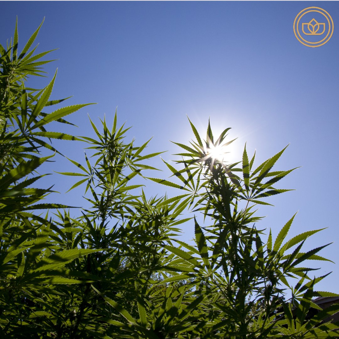 GetTheJoint's tweet photo. Find the light in a new cannabis community, with JOINT. ☀️ The app that lets you swipe through fellow cannabis users in any area. Start growing new canna-connections and light up with a fresh crew. 🔥 Get the app 👉 https://t.co/qMuf0qS0fq 👈 #getthejoint #cannabis #weedapp https://t.co/ceVm3DsMqN