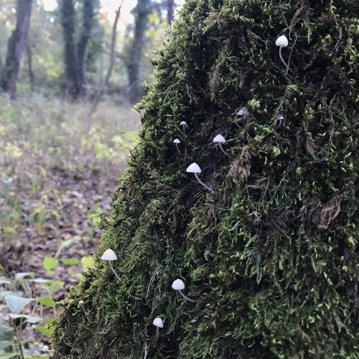 JewelleryHannah's tweet image. #tinymagic on an ash tree this afternoon