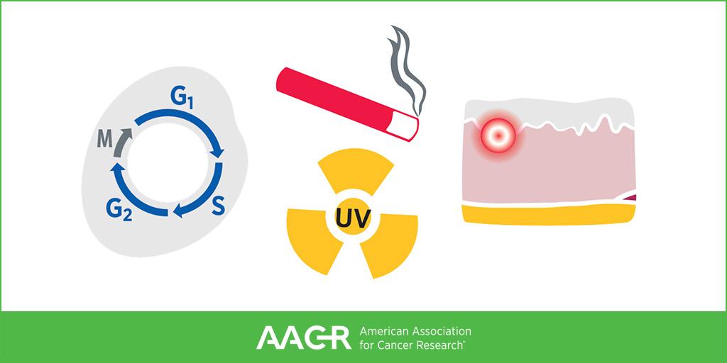 AACR's tweet photo. Most mutations are acquired over an individual’s lifetime due to errors arising during normal cell multiplication or because of environmental exposures, lifestyle factors, or coexisting health conditions that fuel chronic inflammation. https://t.co/mCVTuTpVzj #CancerProgress19 https://t.co/aWLg2Fjcpk