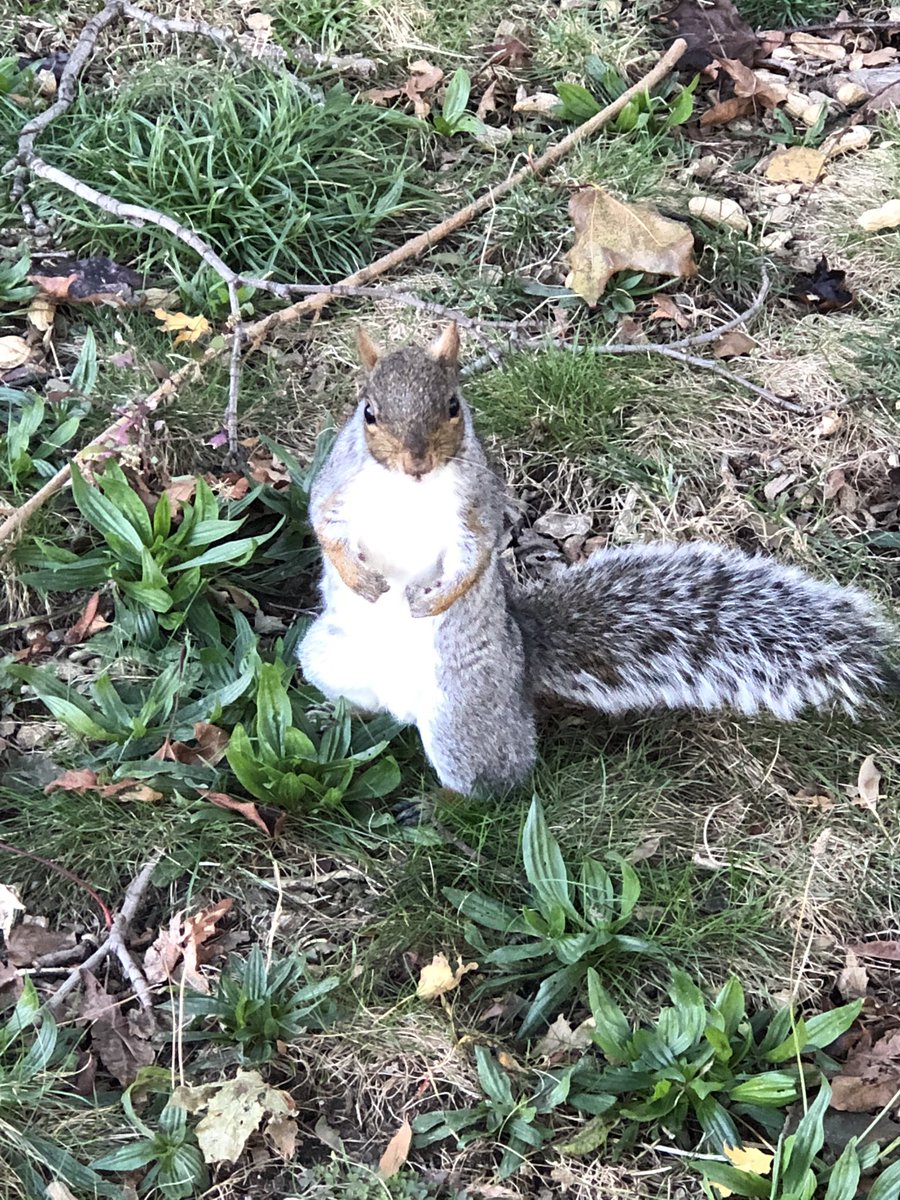 animals_nyc's tweet photo. This is Georgie, my new best friend. Enjoys rainy days and Netflix marathons. #squirrel #squirrels #animalsofnyc #wildlife https://t.co/rq9s7I6mWm