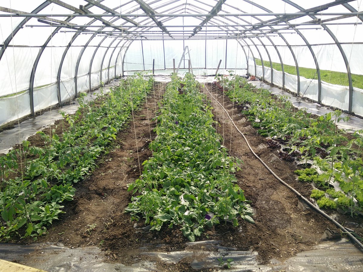 BuyLocalNB's tweet photo. Meet the #BantryBayFarm, a local family farm focused on sustainable farming &amp; grows over 40 types of veggies that supply restaurants all over the St. Andrews area. With a huge variety of options, you won’t want to miss this one-stop shop for local goodies! https://t.co/dgQ7zRq5LX https://t.co/dGDde3s2VL