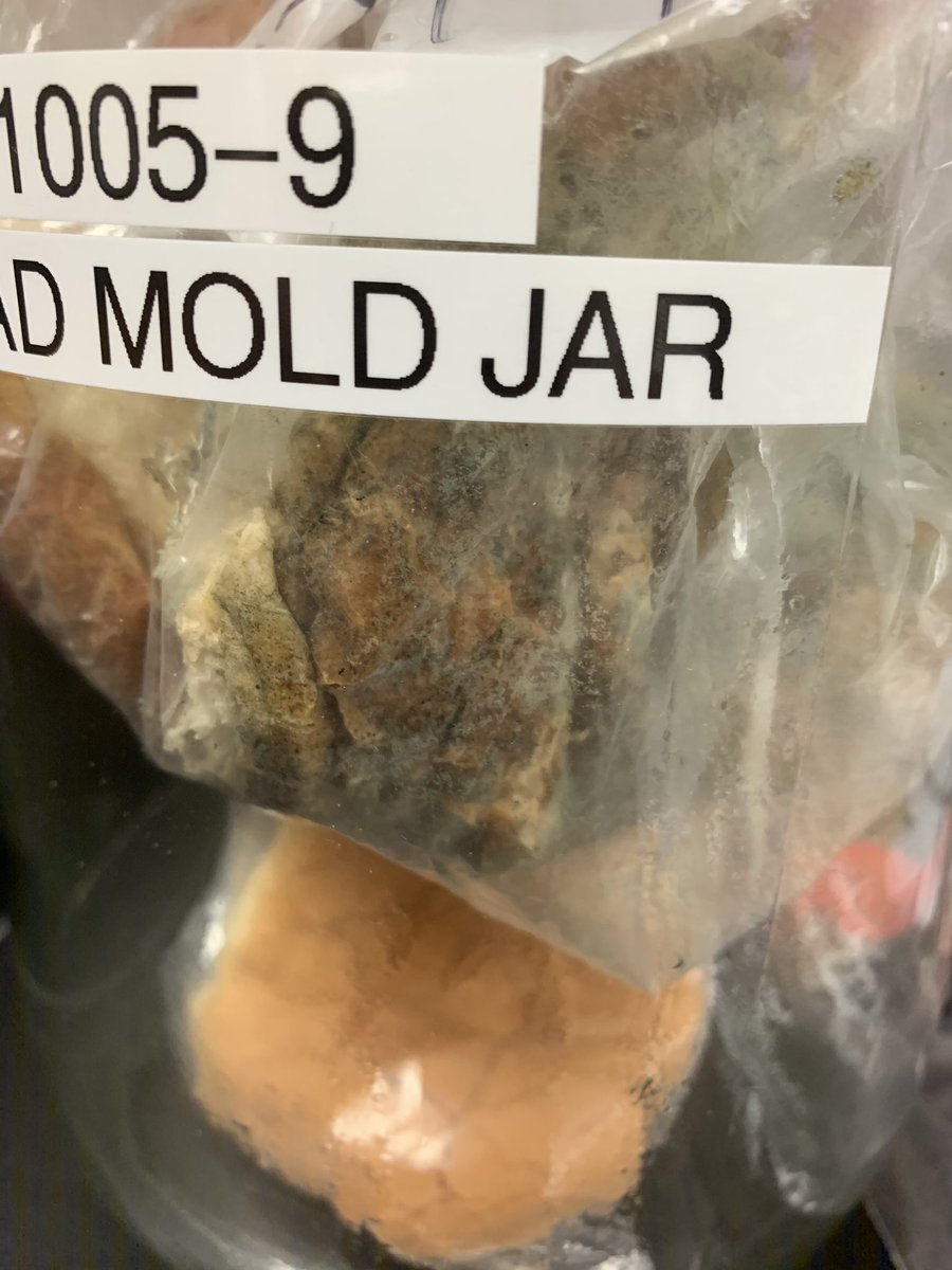 jardsd's tweet photo. one of the most interesting exercise in today’s lab was observing the differences between breads with and without preservatives!! 🤢 #coolmicrobes #moldybread #greenbacreria #washyourhands #EW https://t.co/FE1AjpKuHk