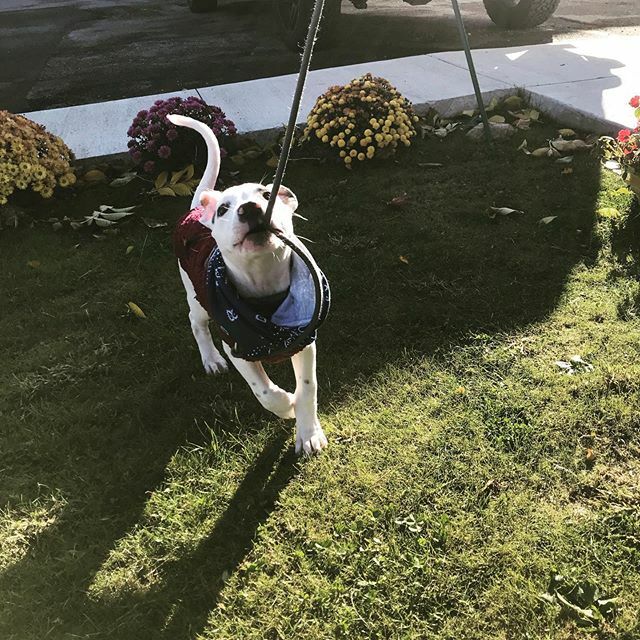 Love waking up for some <a href="/driftercoffee/">Drifter Coffee</a> and play time! .
.
.
. #coffee #dogsofinstagram #puppiesofinstagram #runaround #playtime #puppies #dogs #bullysofinstagram #morningtime #caffeine ift.tt/2oaN4xm