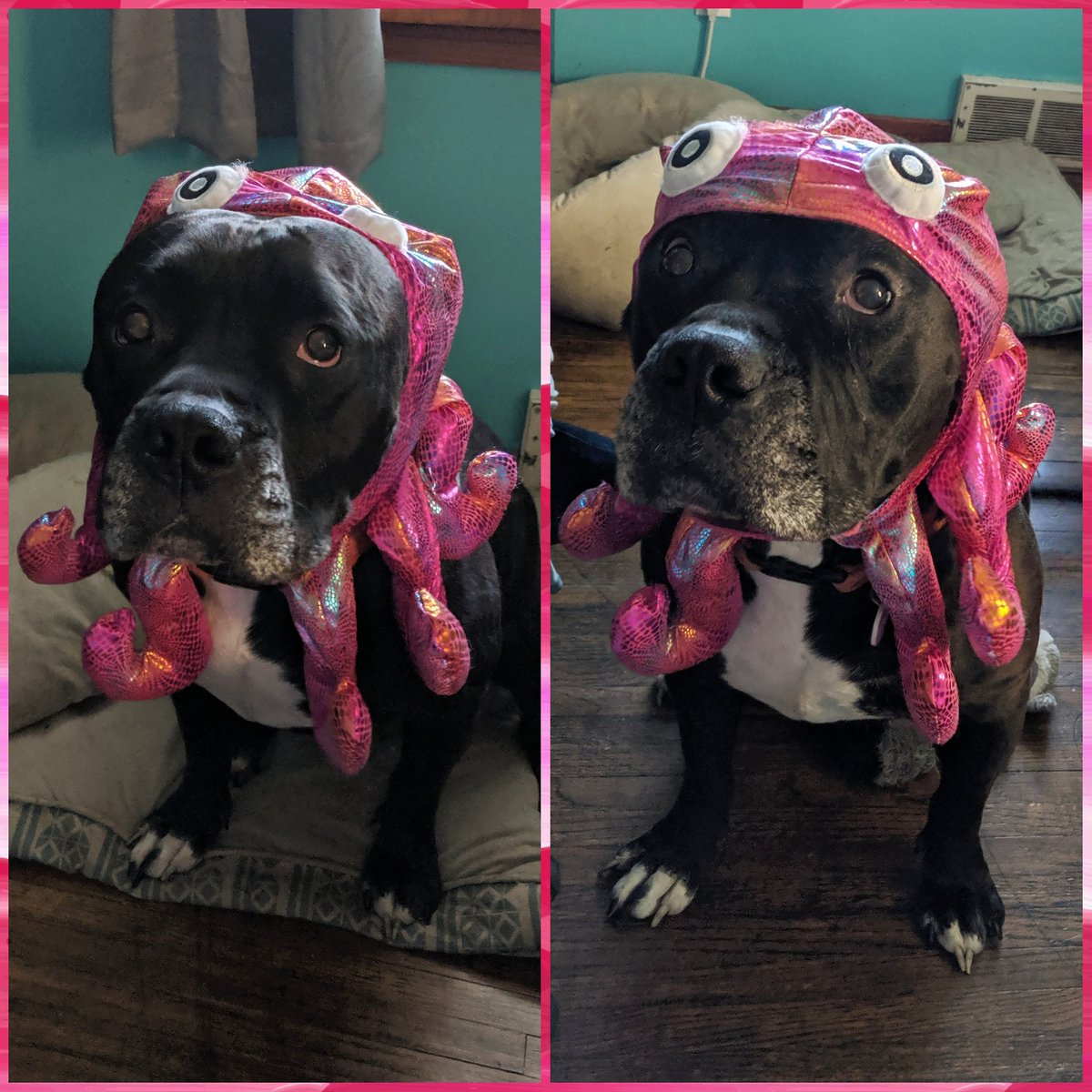 KTFNDScott's tweet image. "Mom... I thought you loved me.... Why?!” said the octopus 🤣🎃💜🐙 Hendy is such a good sport 🥰