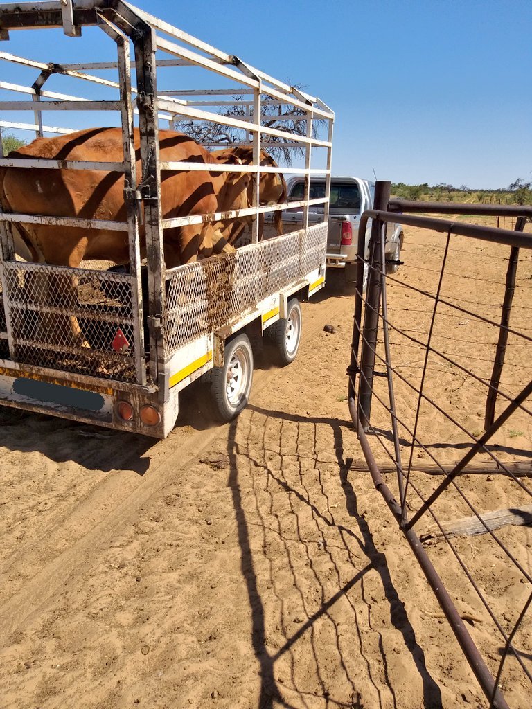 ThaboDithakgwe's tweet photo. They say : I never see you at the bar.

I say : I never see you at the bank.

Let's work! Kom ons werk! A go berekiwa bana ba ko gae!

#youthinagriculture #farmingwithpassion #cattlesale #kalahari #agriculture #boerseun https://t.co/SMuFCWhUea