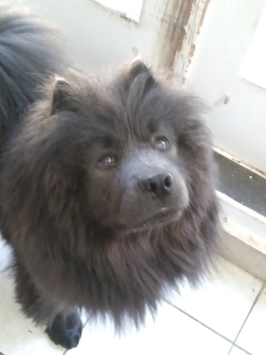 DPikachu666's tweet image. DOGGO!! XD!! He looks like a Baboon almost