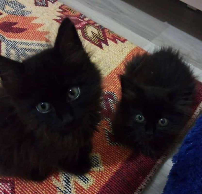 Bu böceklere yuva aranıyor. 
İstanbul 0507 178 32 38
"Birbirinin kopyası pufidik 2 aylık erkek yavrumuz yeni ailesini arıyor. Kılını, tüyünü, alerji vs.bahane etmeyecek. Maddi manevi sorumluluk alabilecek, 25 üstü kişilere takip şartıyla yuvalandırılacaktır."
*Destek ilanıdır.