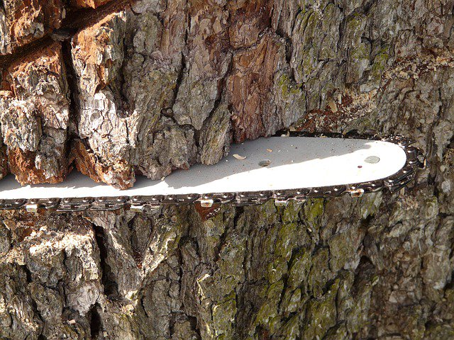 chainsawsdirect's tweet photo. Planning on using your saw in cooler weather? Don’t forget to use thinner bar and chain oil!
Find out why, and get our other bar and chain oil tips below. #PEDtips
https://t.co/3vKhYaIvAX https://t.co/l45oghSO7o