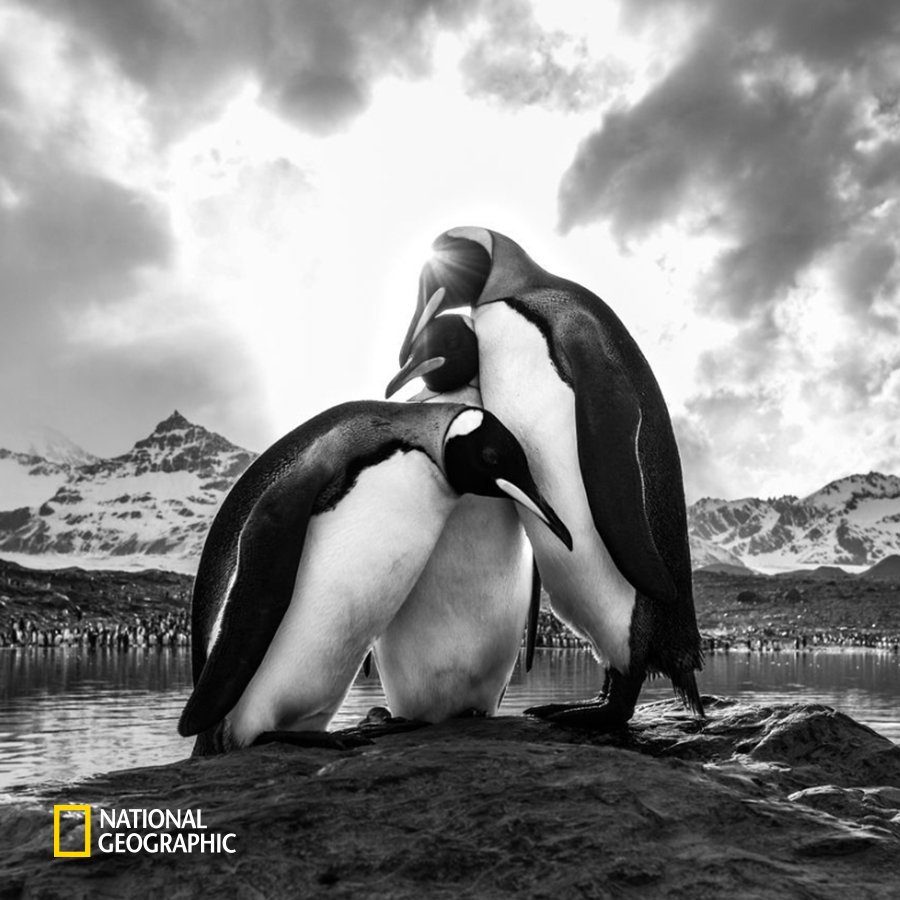 #NG오늘의포토 

펭귄 세 마리가 서로에게 포근히 기대어 있습니다.